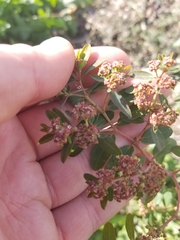 Euphorbia hypericifolia