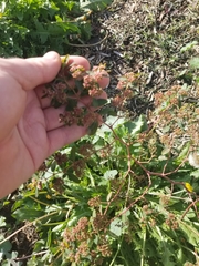 Euphorbia hypericifolia