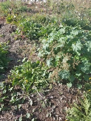 Euphorbia hypericifolia