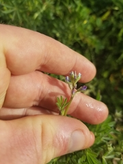 Lupinus bicolor