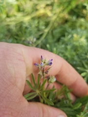 Lupinus bicolor
