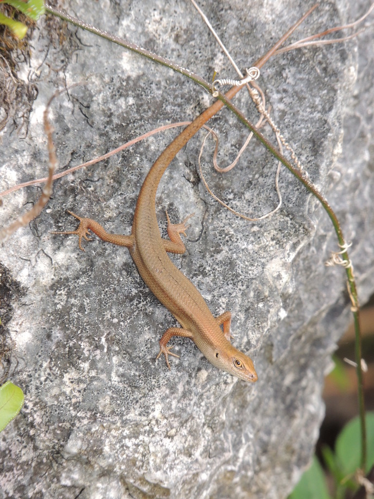 Curious Skink