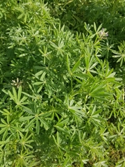 Lupinus bicolor