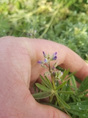 Lupinus bicolor