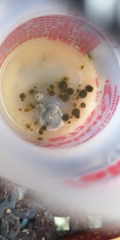 Penicillium digitatum