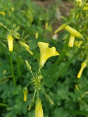 Oxalis pes-caprae