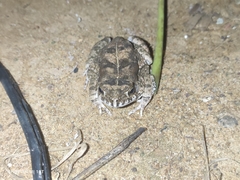 Sclerophrys regularis