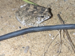 Sclerophrys regularis