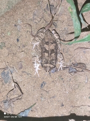 Sclerophrys regularis