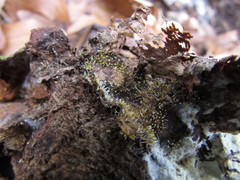 Gliocladium polyporicola