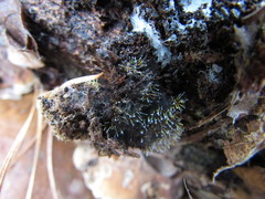 Gliocladium polyporicola