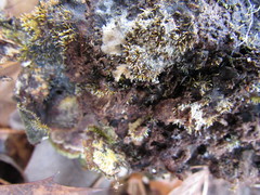 Gliocladium polyporicola