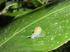 Simpulopsis