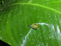 Simpulopsis