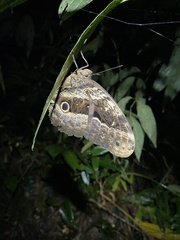 Caligo beltrao