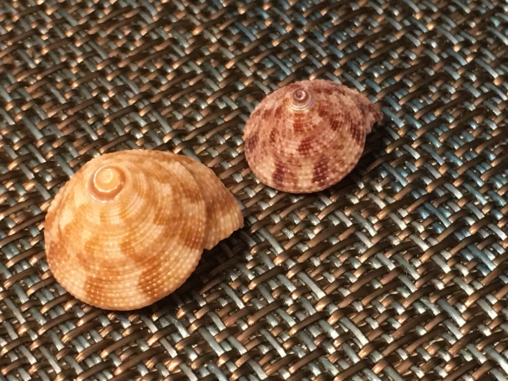 Jujube Top Shell