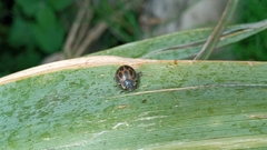 Epilachna paenulata