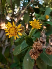 Verbesina subcordata