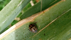 Epilachna paenulata