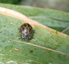 Epilachna paenulata