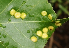 Phylloxera caryaescissa