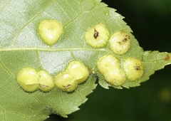 Phylloxera caryaescissa