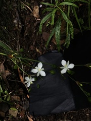 Libertia paniculata