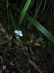Libertia paniculata