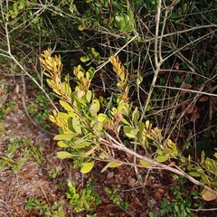 Exobasidium ferrugineae