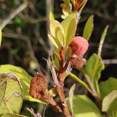 Exobasidium ferrugineae