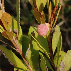 Exobasidium ferrugineae