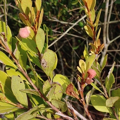 Exobasidium ferrugineae