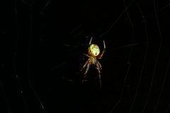 Araneus venatrix