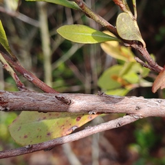 Exobasidium ferrugineae