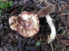 Agaricus