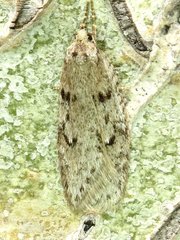 Semioscopis megamicrella