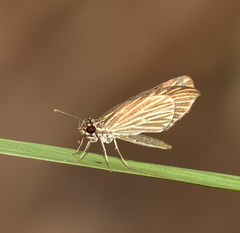Apaustus gracilis