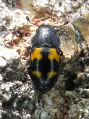 Glischrochilus fasciatus