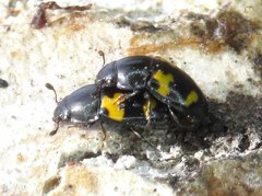 Glischrochilus fasciatus