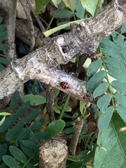 Cheilomenes sexmaculata