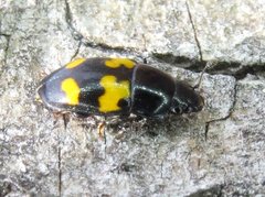 Glischrochilus fasciatus