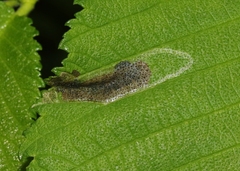 Agromyza aristata