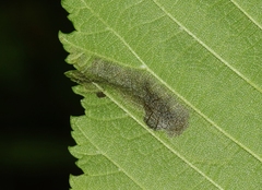 Agromyza aristata