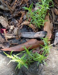 Polypremum procumbens