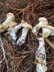 Hydnum melleopallidum