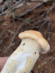 Hydnum melleopallidum