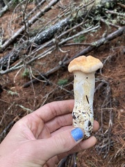 Hydnum melleopallidum