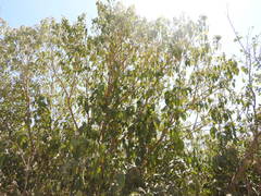 Hymenaea