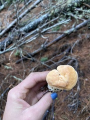 Hydnum melleopallidum