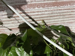 Conocephalus longipes